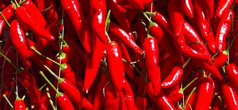  Peperoncino: Un Fuoco Piccante per la Biotecnologia e i Farmaci!